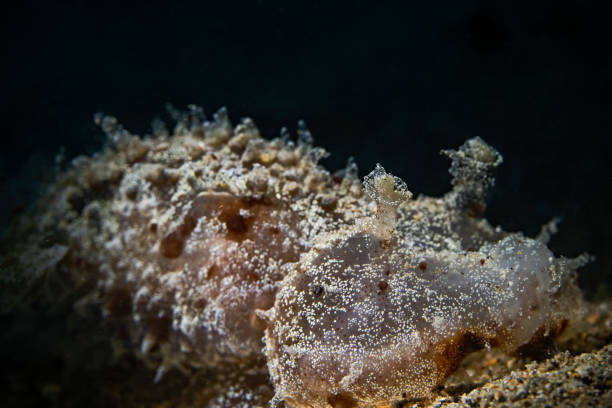 istock Green Melibe (Melibe Viridis) Dendronodit Nudibranchs) 1814864691
