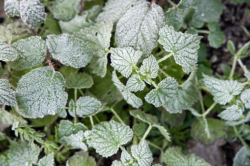 Background of green leaves in the frost with ice crystals.