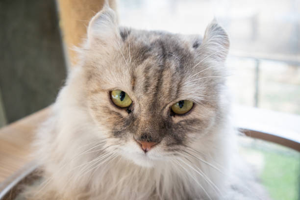 An adorable American Curl cat is staring into the camera.