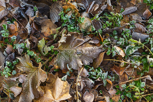 Frost on the grass.