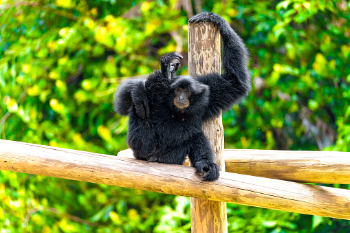Amid lush greenery, a black gibbon monkey engages in a casual moment of self-care, scratching itself on a wooden post. The vibrant surroundings accentuate the playful scene, showcasing the primate's connection to its natural habitat.
