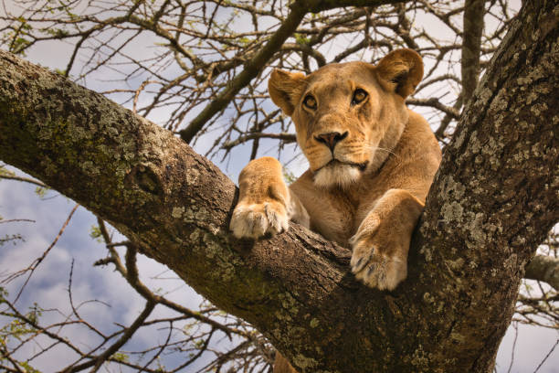 istock Lion on the tree. Serengeti 1814870748