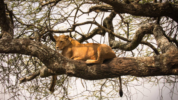 istock Lion on the tree. Serengeti 1814870848