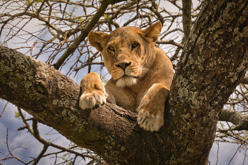 Lion on the tree. Serengeti. Tanzania.