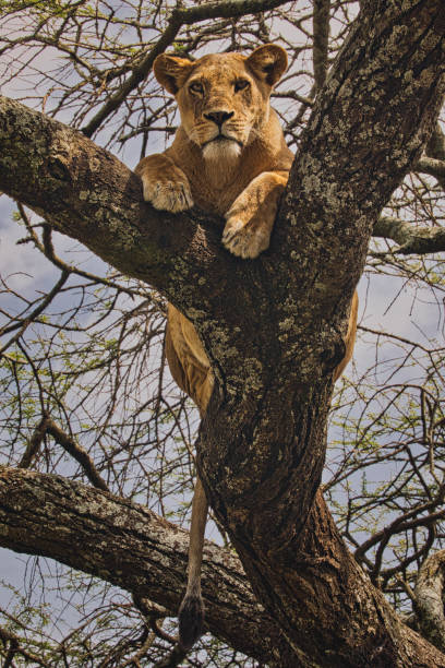 istock Lion on the tree. Serengeti 1814873413