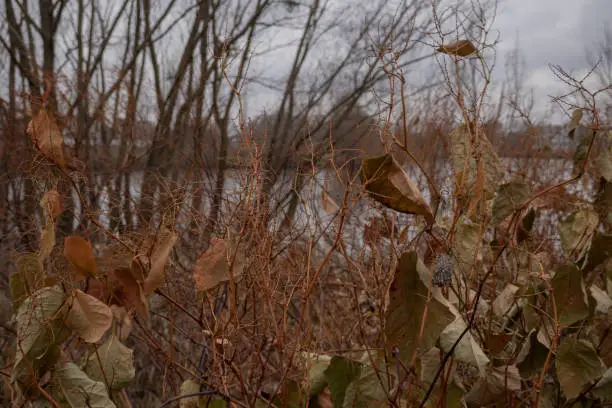 Photo of Kyiv, Ukraine - November 26, 2023: yellowed orange plants near the lake