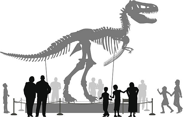 ilustraciones, imágenes clip art, dibujos animados e iconos de stock de museo de dinosaurio - child silhouette animal copy space