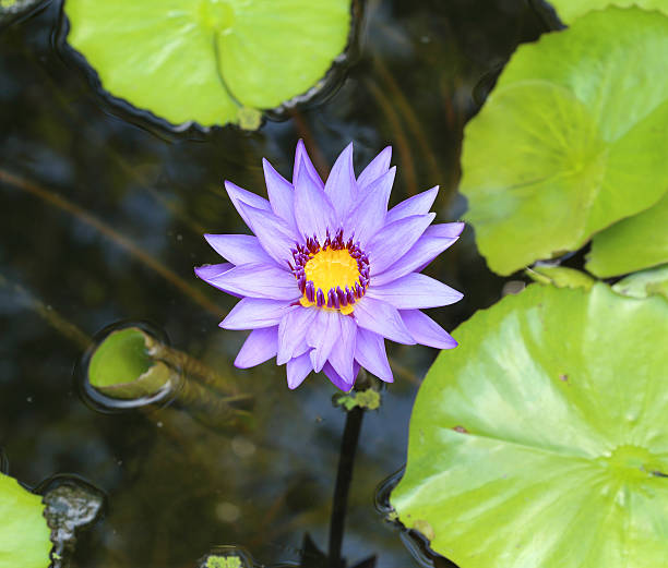 istock lotus blooming with leaves 181487653