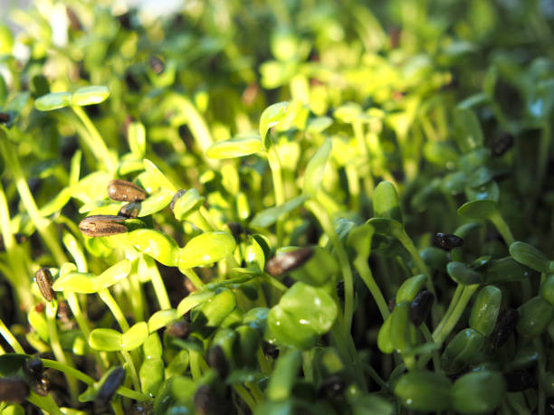 istock sunflower sprouts growing in pot green food 1814877657