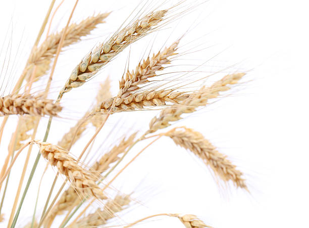 istock Some ears of wheat 181487774