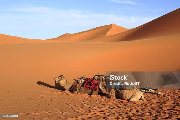 Kamele Stockfoto und mehr Bilder von Abenteuer - Abenteuer, Afrika, Asiatische Kultur