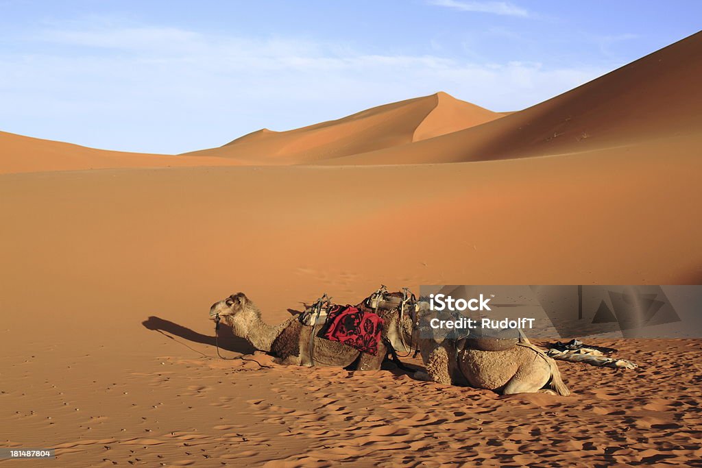 Camels Camels in Erg Chebbi, Morocco Adventure Stock Photo