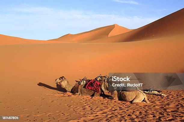 Wielbłądy - zdjęcia stockowe i więcej obrazów Afryka - Afryka, Afryka Północna, Beduin