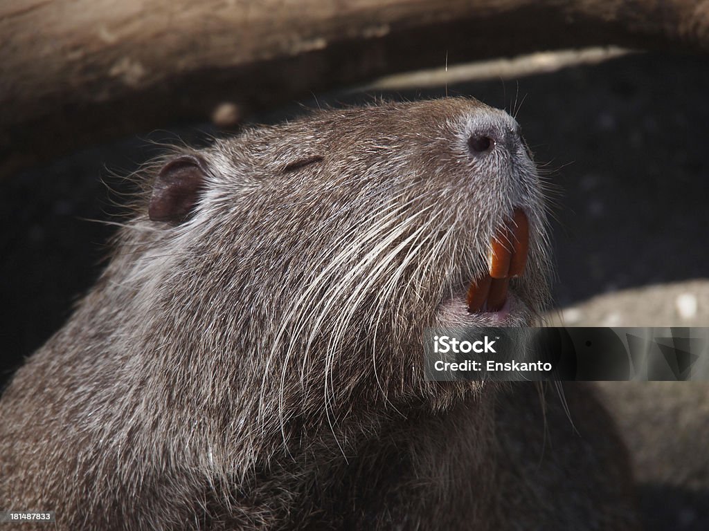 Porträt eines Sumpfbiber - Lizenzfrei Bach Stock-Foto