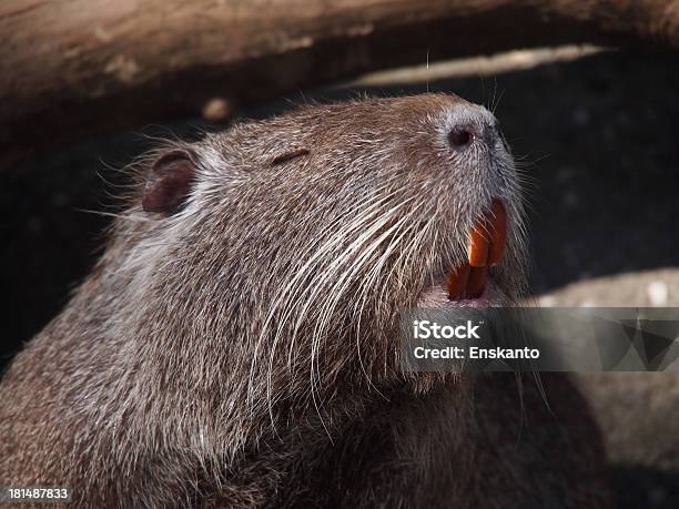 Ritratto Di Un Nutria - Fotografie stock e altre immagini di Acquitrino di torbiera - Acquitrino di torbiera, Ambientazione esterna, Animale