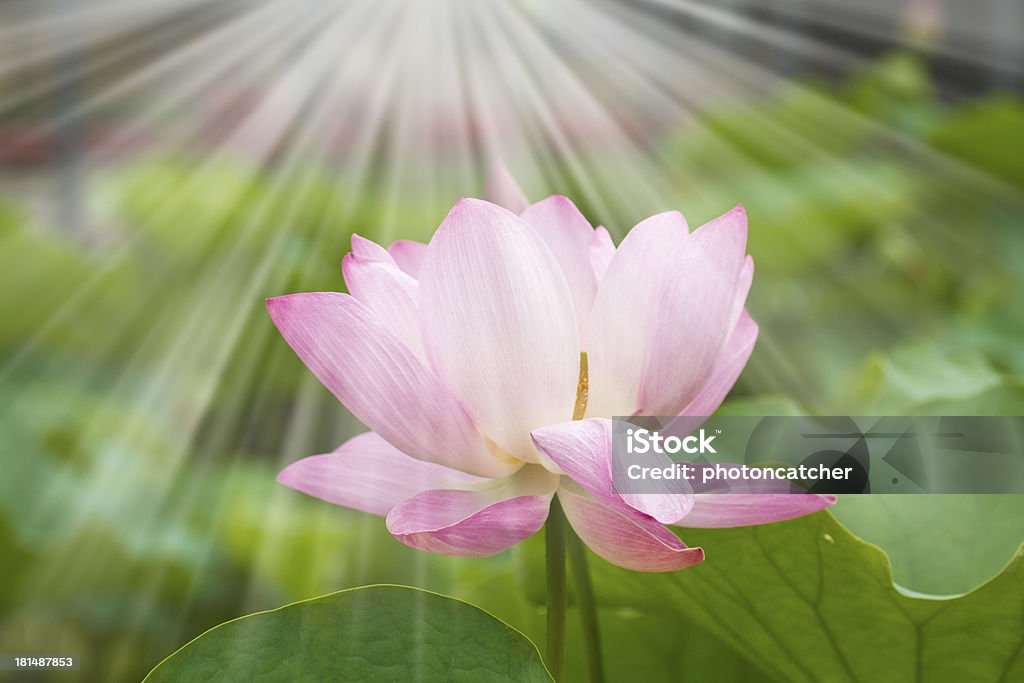 Fleur de lotus - Photo de Beauté libre de droits