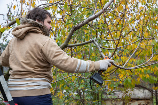 istock Male gardener prune fruit tree using battery powered pruning shears, secateur. Pruning electric tools. Farmers prunes and cuts branches of a tree in the garden with electric pruning shears or secateur in autumn. Autumn cut tree. 1814879245