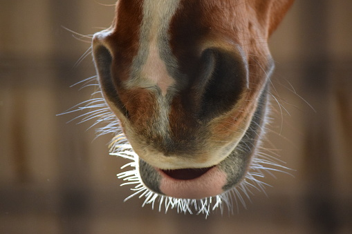 A close look at the nose and mouth of a horse