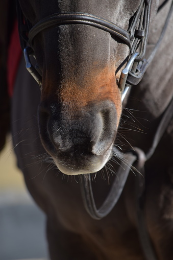 A look at the nose and snout of a horse wearing tack