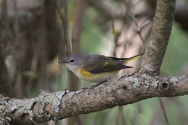 Female American Redstart stock photo