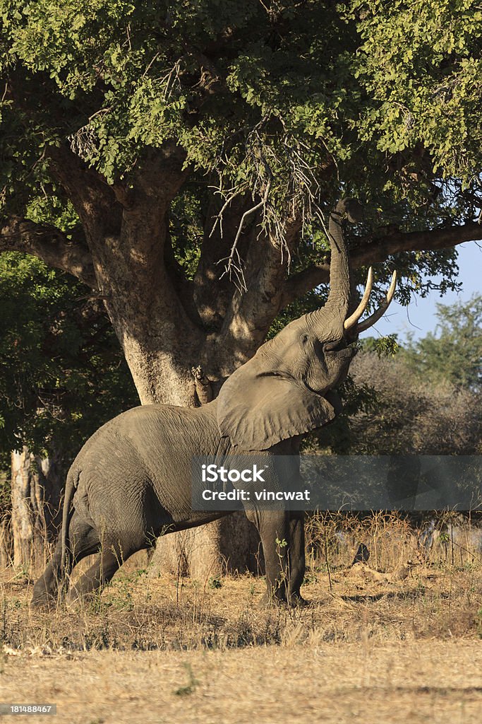 Elefante de Mana Pools - Foto de stock de Alimentar royalty-free