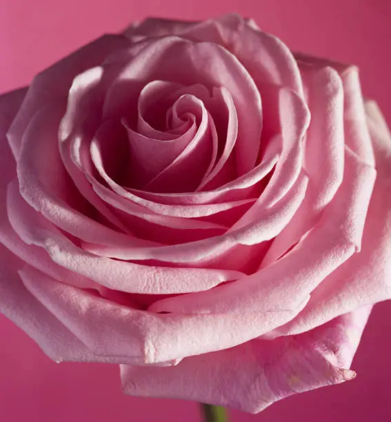 Photo of Pink Rose