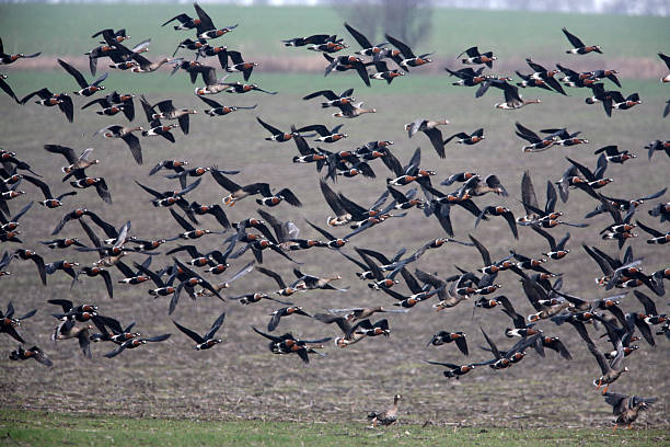istock Red-breasted goose, Branta ruficollis 181489192