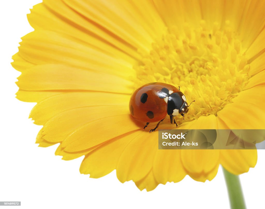 ladybug ladybug on an orange flower Backgrounds Stock Photo