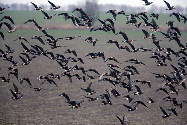 istock Red-breasted goose, Branta ruficollis 181489616