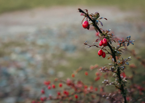 Rose hip on a branch. Winter berries. Autumn red berries in garden. Dog-rose on dry bush. November landscape. Winter nature in details.