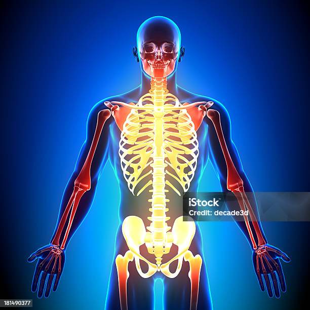 Dettaglioossa Di Scheletro Anatomia - Fotografie stock e altre immagini di A petto nudo - A petto nudo, Adulto, Anatomia umana