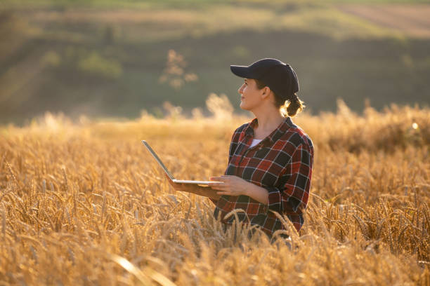 istock Woman farmer working with laptop on wheat field. 1814910187