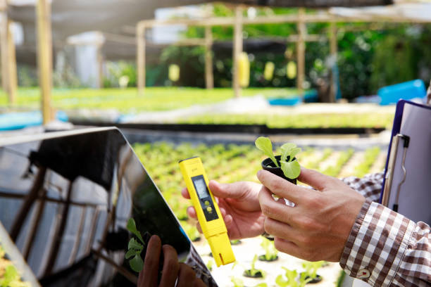 istock Smart agriculture technology concept - Farmer ckecking water ph value of organic hydroponic red oak in plant nursery farm. Smart agriculture 1814913122
