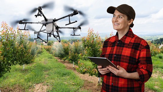 Drone sprayer flies over apple trees. Smart farming and precision agriculture