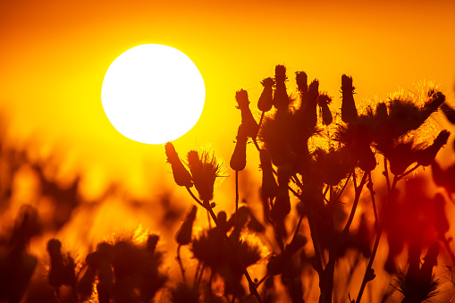 silhouettes of flowers and plants against the background of the setting sun