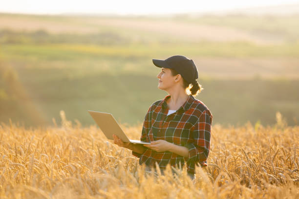 istock Woman farmer working with laptop on wheat field. 1814921923