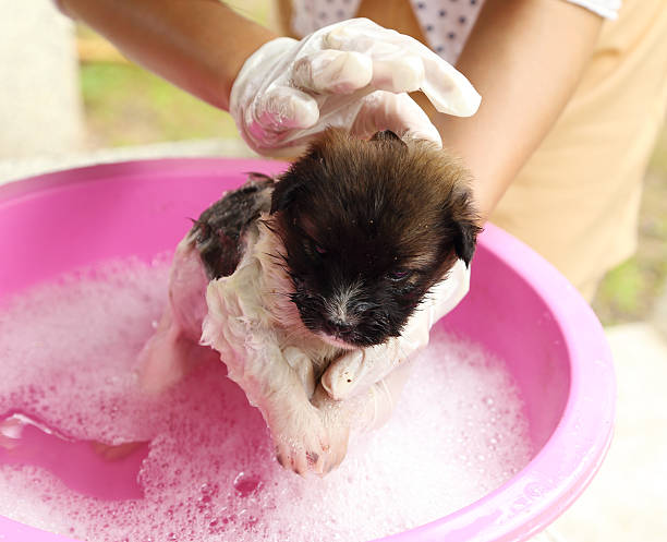 istock puppy dog in bath tub 181492562