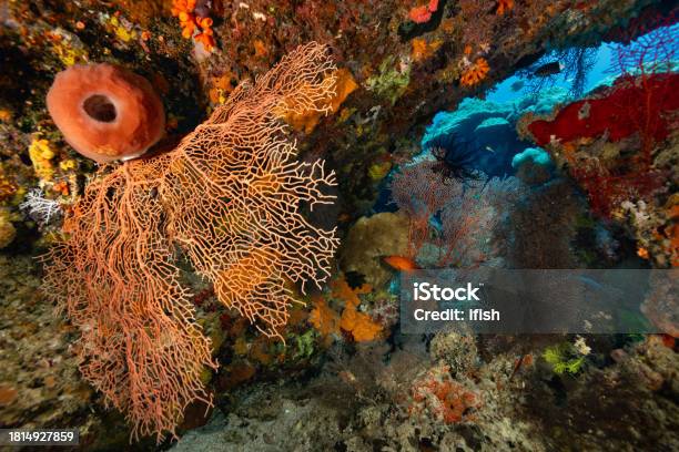 Colorful Reef Protected Life Under Bolders Near Tayandu Island Indonesia Stock Photo - Download Image Now