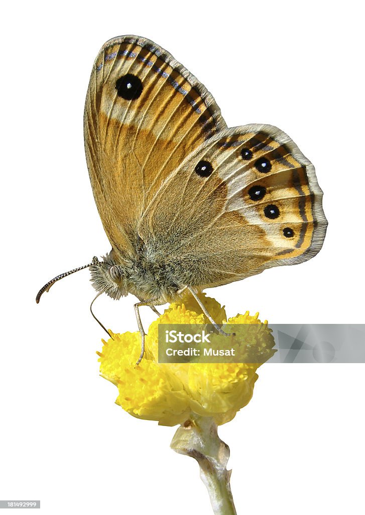 Isolierte Schmetterling auf Blume - Lizenzfrei Bestäuber Stock-Foto