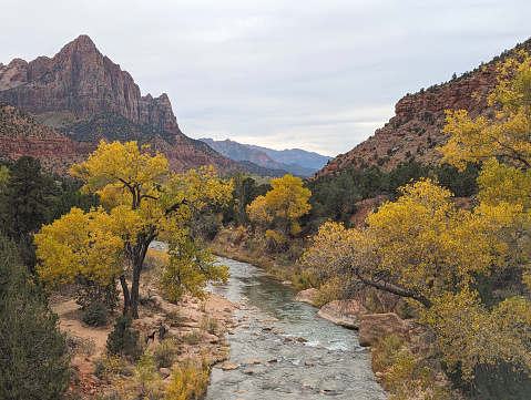 The Watchman Peak and Virgin River in autumn as seen from Canyon Junction Bridge in Zion National Park Utah