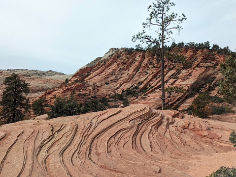 Swirling Sandstone on the Eastern Plateau near Checkerboard Mesa  in Zion National Park Utah