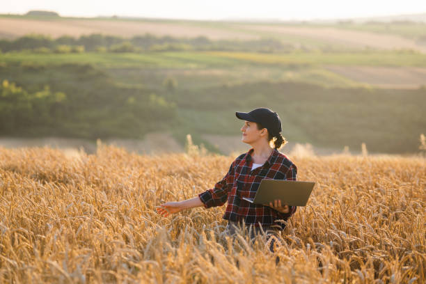 istock Woman farmer working with laptop on wheat field. 1814936336