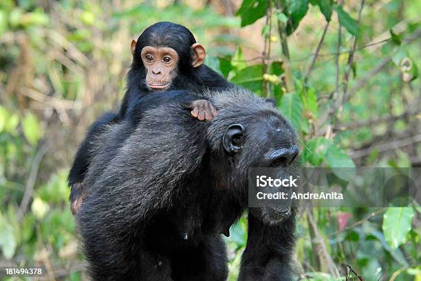 A Chimpanzee Mother Carrying Her Baby In The Forest Stock Photo - Download Image Now
