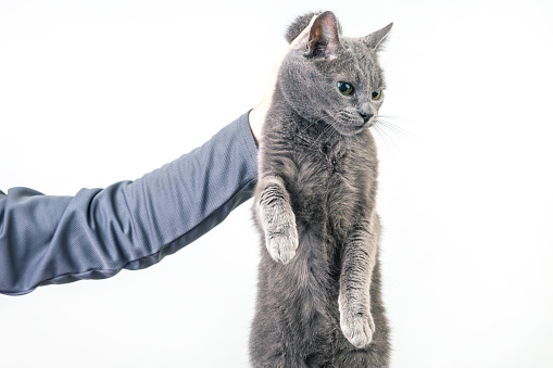 man hand holds a gray cat by the scruff of the neck. Home fluffy pet is guilty