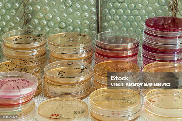 Placas Com Bacterias Ágar - Fotografias de stock e mais imagens de Analisar - Analisar, Bactéria, Bactéria da cólera