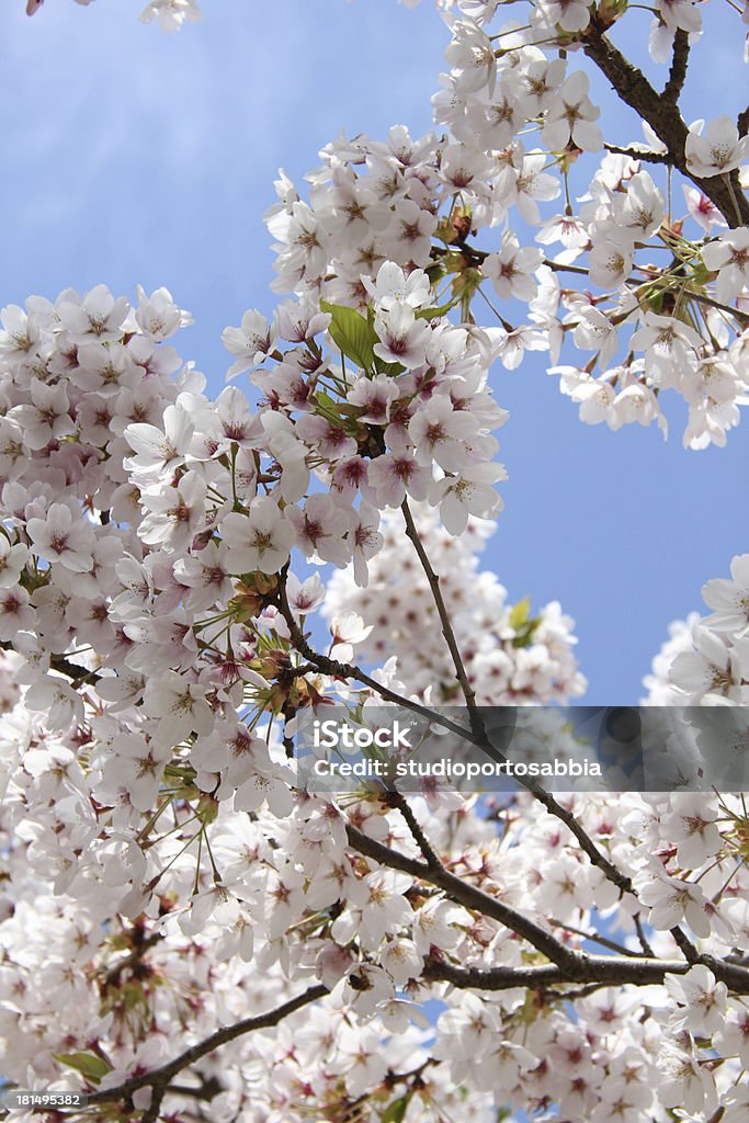Branco Flor de Cerejeira - Foto de stock de Branco royalty-free