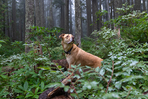 Dog standing alertly in the a foggy forest. Photo taken in the Salmon River Wilderness near Mount Hood in Oregon.