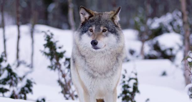 istock a large grey wolf walking on snow covered ground next to trees 1814954450