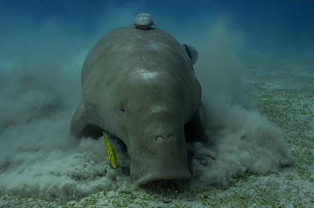 istock dugong eating seagrass from front 181495447