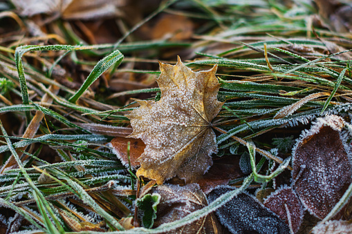 Frost on the grass.